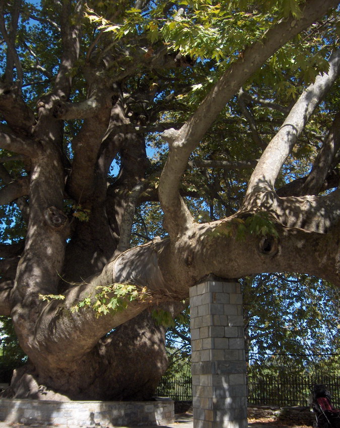 the 1.000 years plane tree