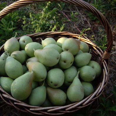 basket-with-pears