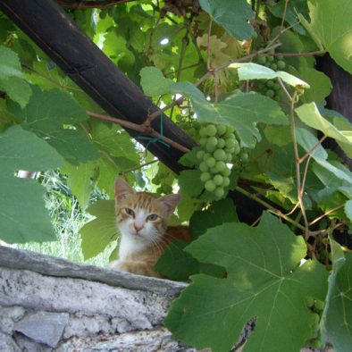 cat-with-grapes