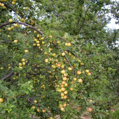 greengages