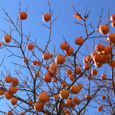 lotus-fruits