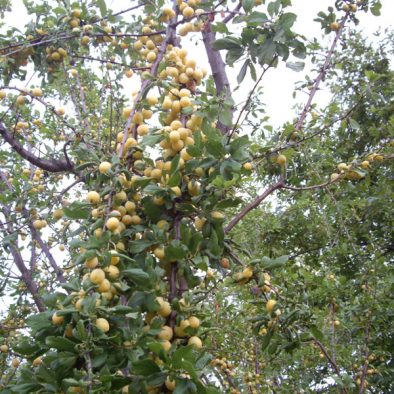 mirabelles