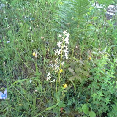 orchids_24