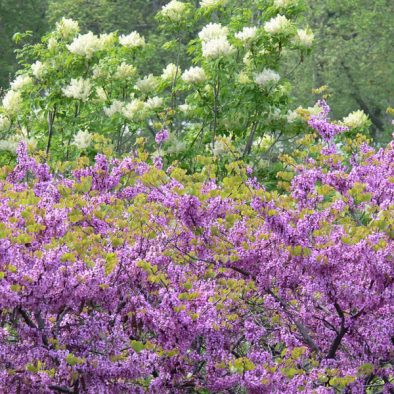 spring