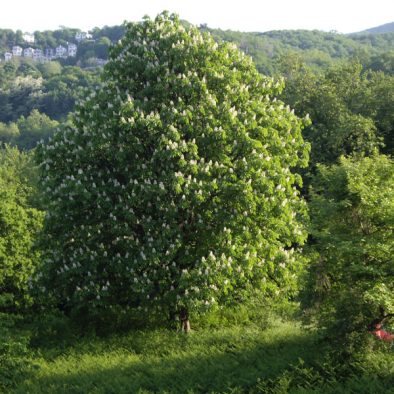 wild-chestnut