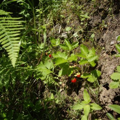 wild-strawberries-2