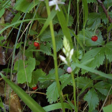 wild-strawberries